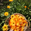 Savon Calendula – Image 5